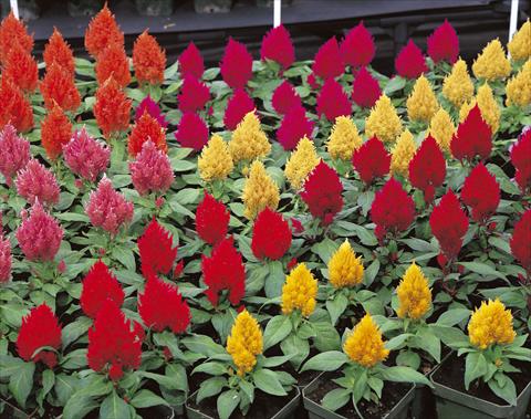 photo of flower to be used as: Bedding / border plant Celosia plumosa Kimono Mix