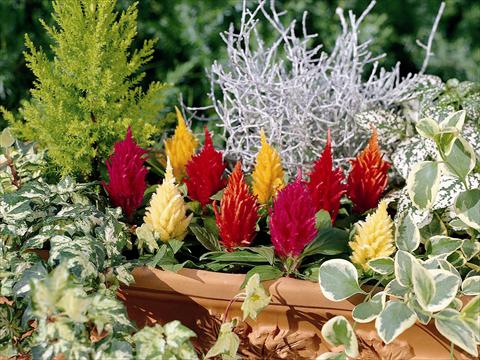 photo of flower to be used as: Pot, bedding, patio Celosia plumosa Yukata Mix
