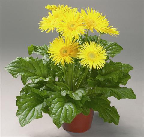 Foto fiore da  Reciso Gerbera jamesonii Festival Spider Yellow