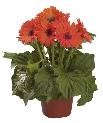 Foto fiore da  Reciso Gerbera jamesonii Festival Orange F1