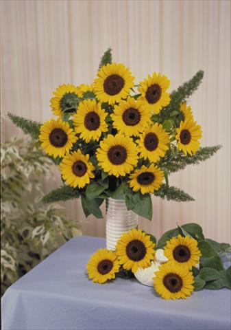 Foto fiore da  Reciso Helianthus annuus Sunbright Supreme