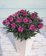 SunPatiens® Lavender