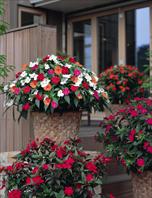 SunPatiens® series