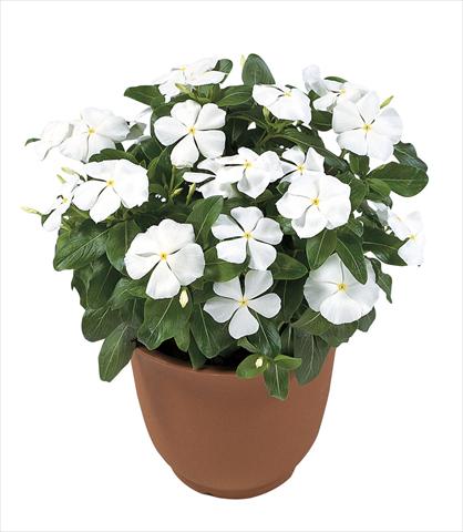 Foto fiore da  Vaso, aiuola, balcone Catharanthus roseus - Vinca Victory Pure White