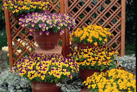 photo of flower to be used as: Bedding pot or basket Viola cornuta Rebelina series