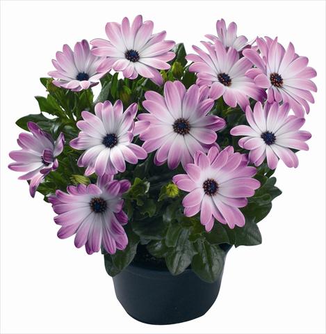 Foto fiore da  Vaso e aiola Osteospermum Volta