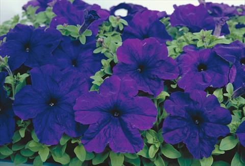 Foto fiore da  Aiuola e/o bordura Petunia grandiflora Eagle Blue