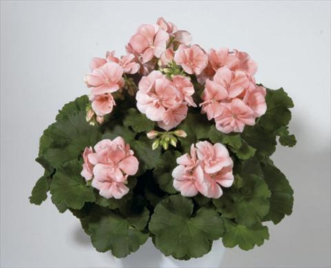 Foto fiore da  Aiuola e/o bordura Pelargonium zonale Sunrise® Palazzo