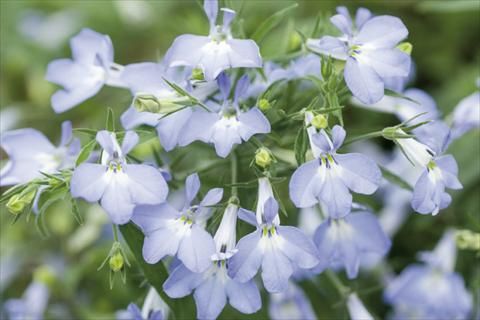 photo of flower to be used as: Basket / Pot Lobelia Curaçao® Light Blue