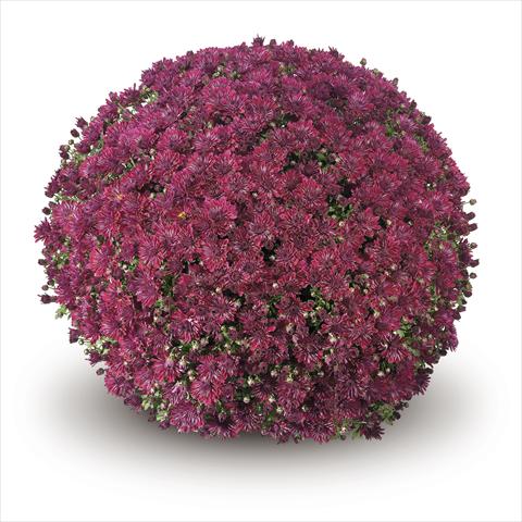 Foto fiore da  Basket o vaso Chrysanthemum Passarello Purple