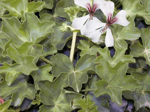 Foto fiore da  Basket o vaso Pelargonium peltatum Decora Glacier White®