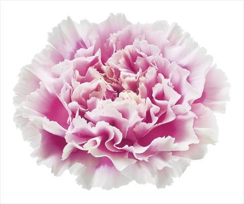 photo of flower to be used as: Cutflower Dianthus caryophyllus Circeo