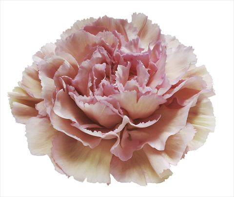 photo of flower to be used as: Cutflower Dianthus caryophyllus Creola