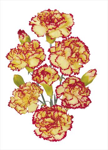 photo of flower to be used as: Cutflower Dianthus caryophyllus Erg