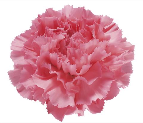photo of flower to be used as: Cutflower Dianthus caryophyllus Klèos