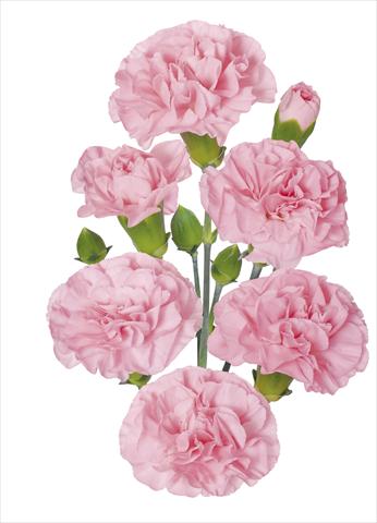 photo of flower to be used as: Cutflower Dianthus caryophyllus Nirvana