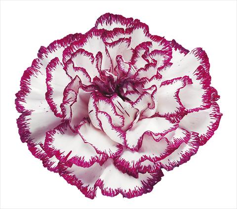 Foto fiore da  Reciso Dianthus caryophyllus Olympia