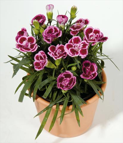 Foto fiore da  Basket o vaso Dianthus caryophyllus SuperTrouper® Frodo