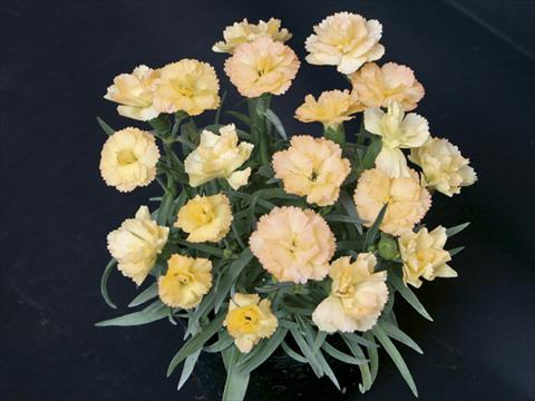 Foto fiore da  Basket o vaso Dianthus caryophyllus SuperTrouper® Luna