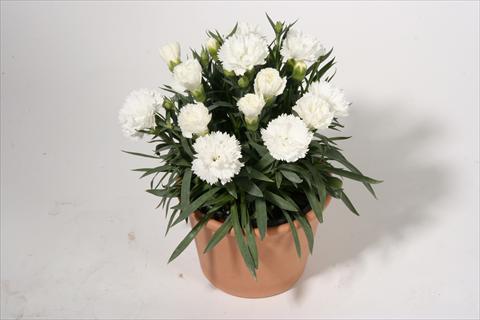 photo of flower to be used as: Basket / Pot Dianthus caryophyllus SuperTrouper® Sinah