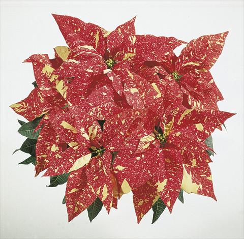 photo of flower to be used as: Basket / Pot Poinsettia - Euphorbia pulcherrima Christmas Dream sel® Fantasy