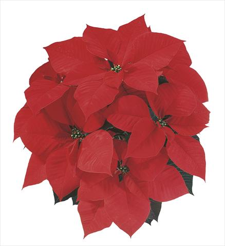 Foto fiore da  Basket o vaso Poinsettia - Euphorbia pulcherrima Christmas Spirit®