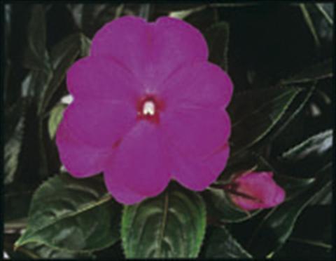 Foto fiore da  Basket o vaso Impatiens N. Guinea ColorPower® Violet