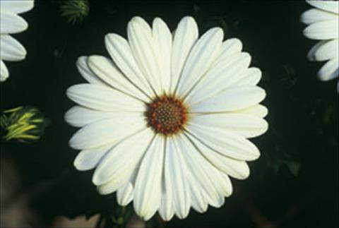 Foto fiore da  Aiuola e/o bordura Osteospermum FlowerPower® sel® Ivory