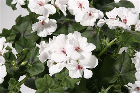 photo of flower to be used as: Basket / Pot Pelargonium peltatum Royal Glacier