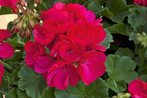 Foto fiore da  Aiuola e/o bordura Pelargonium zonale Sunrise® Arcona 2000