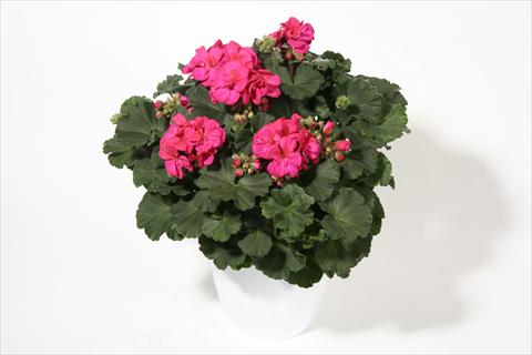 Foto fiore da  Aiuola e/o bordura Pelargonium zonale Moonlight® Emotion