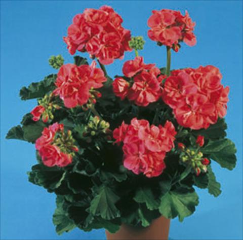 Foto fiore da  Aiuola e/o bordura Pelargonium zonale Moonlight® Greco