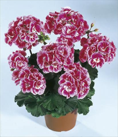 Foto fiore da  Aiuola e/o bordura Pelargonium zonale Moonlight® Vineta