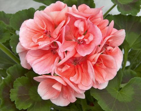 Foto fiore da  Aiuola e/o bordura Pelargonium zonale Sunrise® Rosetta