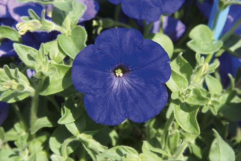 Foto fiore da  Basket o vaso Petunia pendula Charming Blue