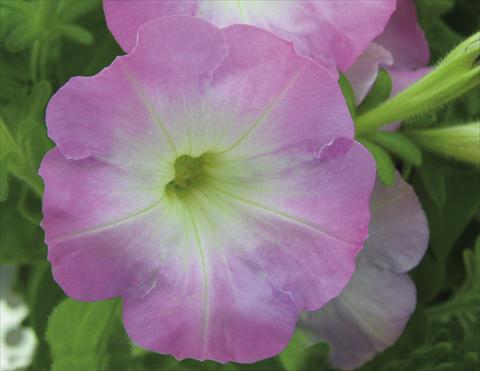 Foto fiore da  Basket o vaso Petunia pendula Charming Pink