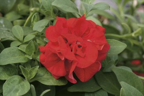 Foto fiore da  Basket o vaso Petunia pendula Sweet Sunshine® Red