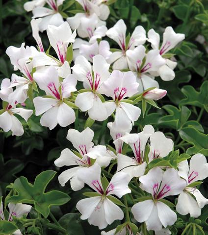 photo of flower to be used as: Basket / Pot Pelargonium peltatum Glacier White