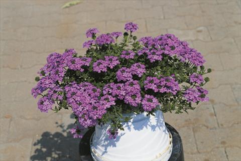 Foto fiore da  Basket o vaso Verbena Compact Lascar® Lavender