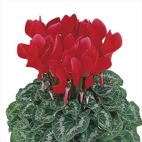 Foto fiore da  Vaso e aiola Cyclamen persicum Halios® Écarlate Vif