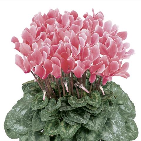 Foto fiore da  Vaso e aiola Cyclamen persicum Latinia® Flammé Premium