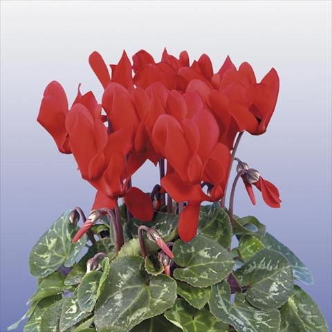 Foto fiore da  Vaso e aiola Cyclamen persicum mini Super Serie Compact Red