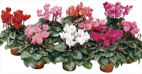 Foto fiore da  Vaso e aiola Cyclamen persicum mini Micro Smart