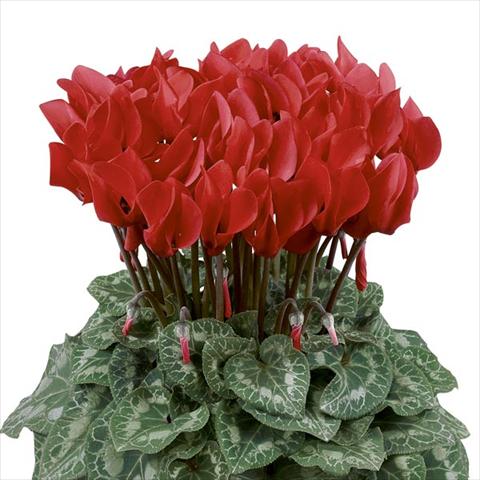 photo of flower to be used as: Pot and bedding Cyclamen persicum Latinia® Rouge Écarlate