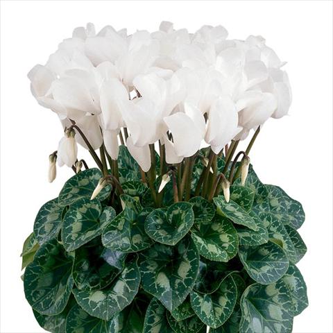 Foto fiore da  Vaso e aiola Cyclamen persicum Halios® Blanc Pur