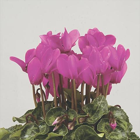 Foto fiore da  Vaso e aiola Cyclamen persicum mini Super Serie Verano Dark Violet