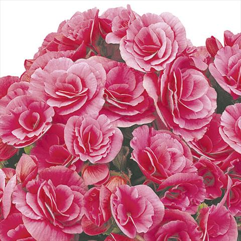 photo of flower to be used as: Basket / Pot Begonia elatior Berseba Lilac Pink