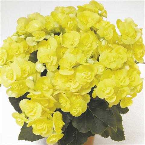 Foto fiore da  Basket o vaso Begonia elatior Blitz Yellow