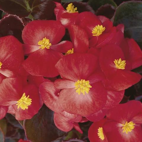 Foto fiore da  Vaso e aiola Begonia semperflorens Hy F1 Scarlet Bronzed Leaf