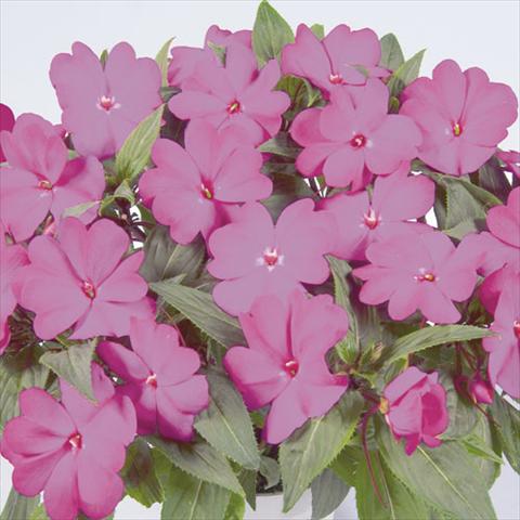 Foto fiore da  Basket o vaso Impatiens N. Guinea Harmony Dark Purple